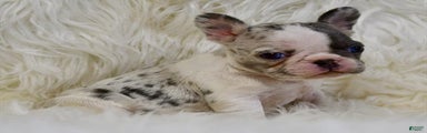 French Bulldog Puppy 1