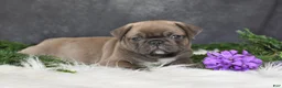 Pug dogs for sale: Jordan - Ad 3