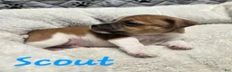 Jack Russell Terrier dogs for sale: Jack Russell Terrier Puppy 1 - Ad 2