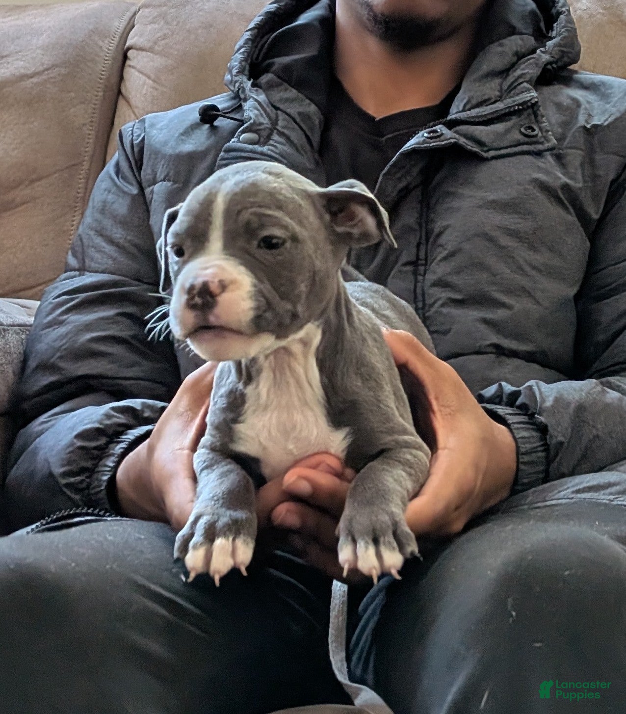 American Bully dogs American Bully Puppy 8 - Ad 1