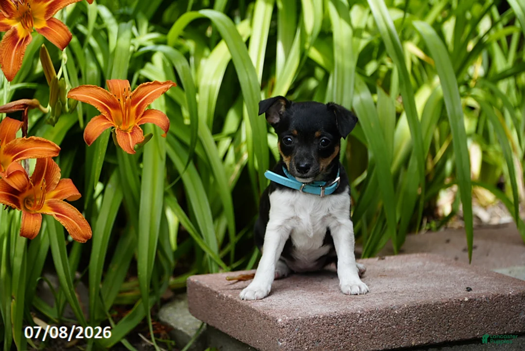 Toy Fox Terrier dogs for sale: Tracie - Ad 2