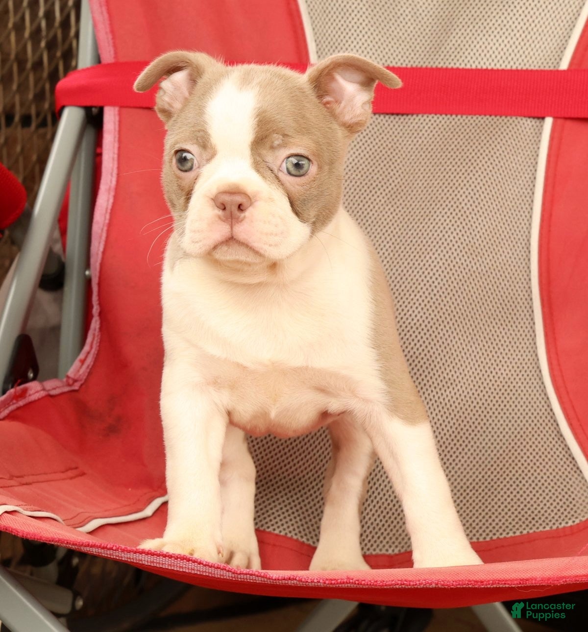 Boston Terrier dogs for sale: Cammie - Ad 8