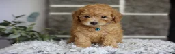 Toy Poodle dogs for sale: Chico - Ad 5
