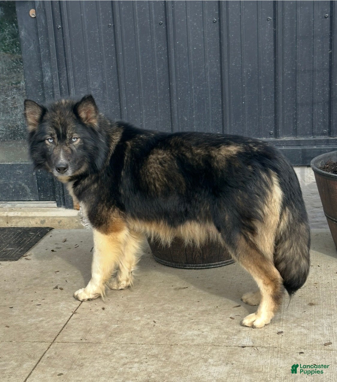 Alaskan Husky dogs Alaskan Husky Puppy 2 - Ad 2