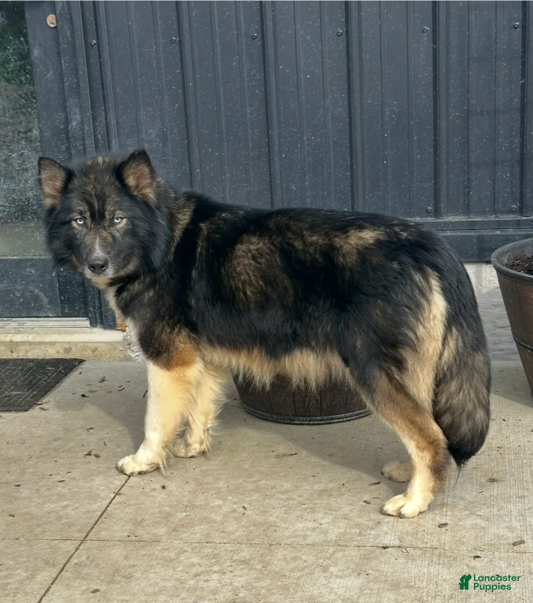 Alaskan Husky dogs for sale: Alaskan Husky Puppy 2 - Ad 2