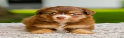 Miniature Australian Shepherd dogs for sale: Millie - Ad 2