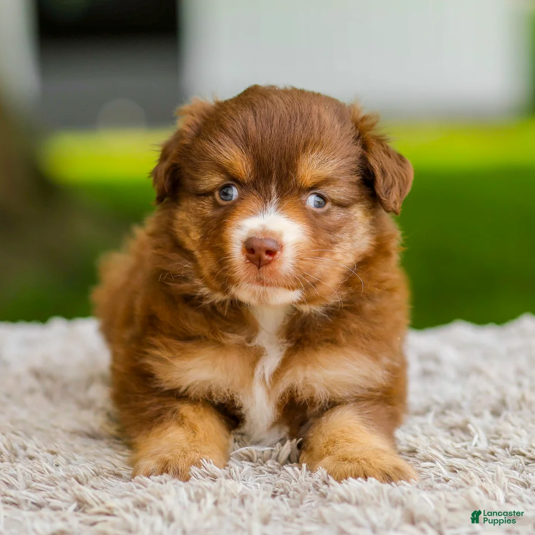 Miniature Australian Shepherd dogs for sale: Millie - Ad 2
