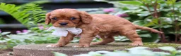 Cavalier King Charles Spaniel dogs for sale: Eclipse - Ad 5