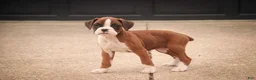 Boxer dogs for sale: Tressa - Ad 6