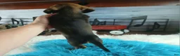 Dachshund dogs for sale: Nationwide delivery. Gloria's darkest boy - Ad 2