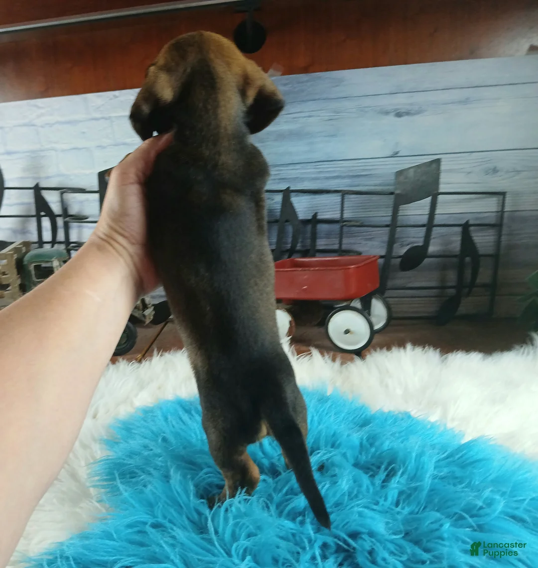 Dachshund dogs for sale: Nationwide delivery. Gloria's darkest boy - Ad 2