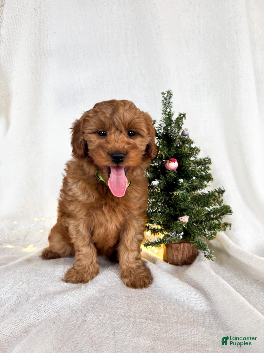 Goldendoodle dogs for sale: Luna - Ad 7
