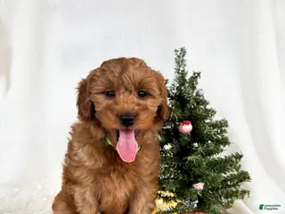 Goldendoodle dogs Luna - Ad 1