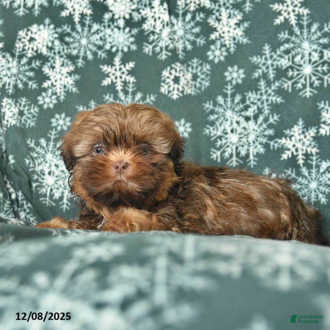 Shih Tzu dogs for sale: Charlie  - Ad 2