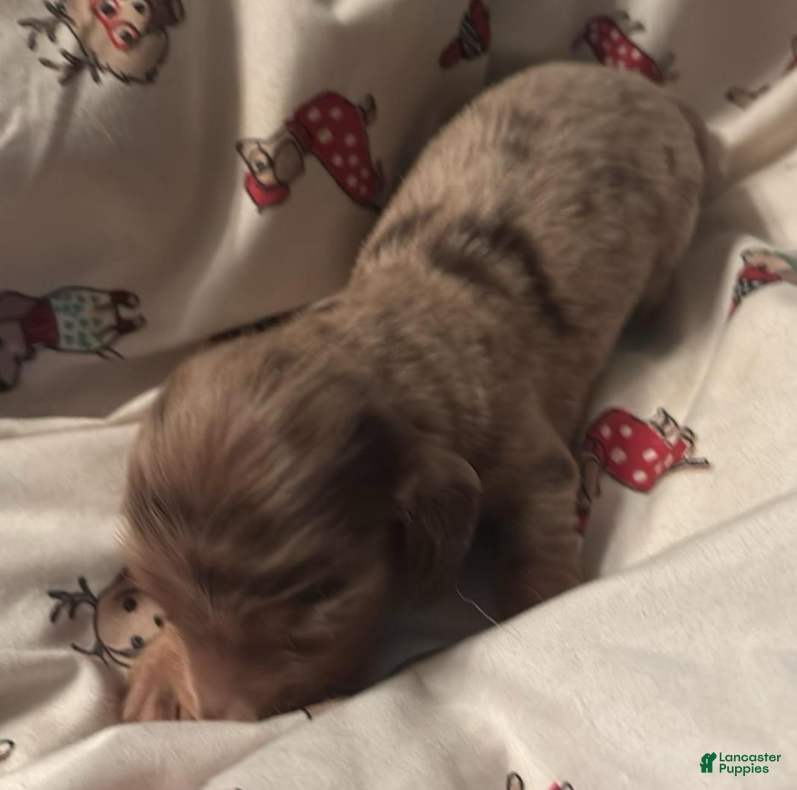 Dachshund dogs Glenn-Long Hair - Ad 1