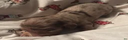 Dachshund dogs for sale: Glenn-Long Hair - Ad 1