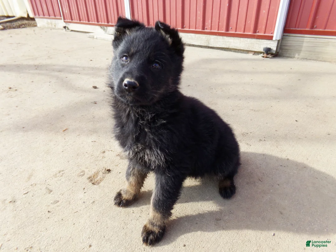 German Shepherd dogs for sale: Claire - Ad 1