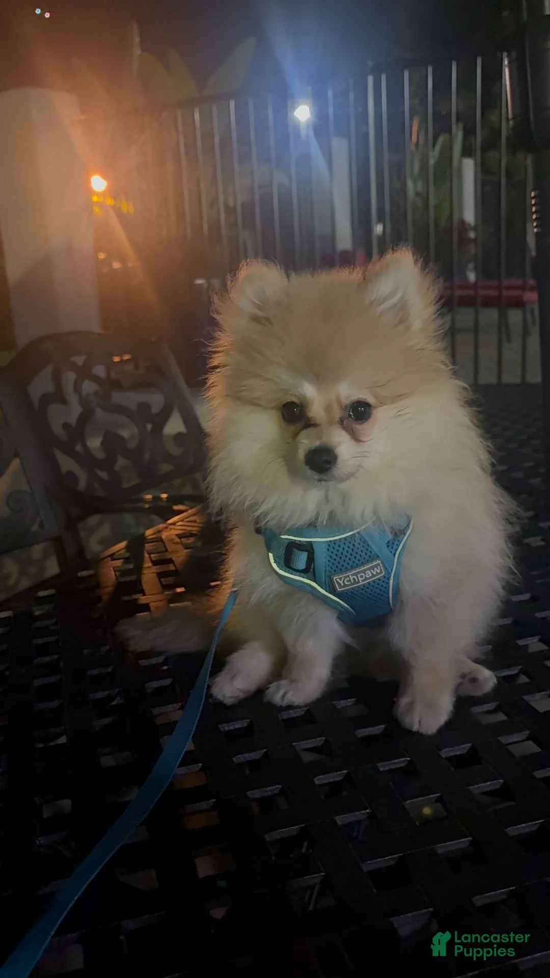 Pomeranian dogs for sale: Pomeranian 1 - Ad 2