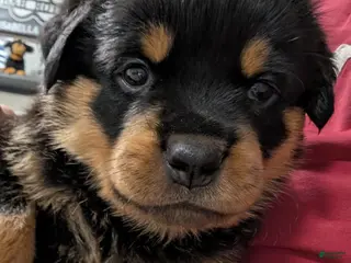 Rottweiler dogs for sale: Rottweiler Puppy 9 - Ad 3