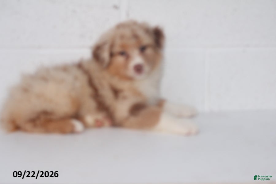 Australian Shepherd dogs Belle - Ad 2