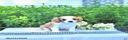 Cavalier King Charles Spaniel dogs for sale: Jessa - Ad 2