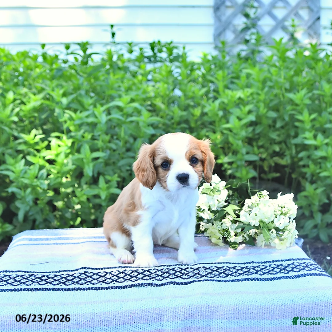 Cavalier King Charles Spaniel dogs for sale: Jessa - Ad 2