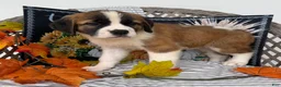 Saint Bernard dogs for sale: Queen - Ad 5