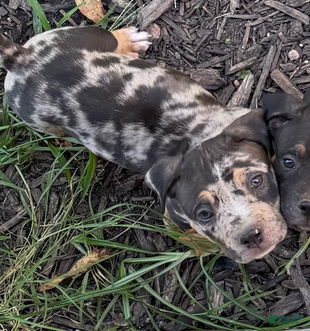 American Bully dogs American Bully 1 - Ad 11