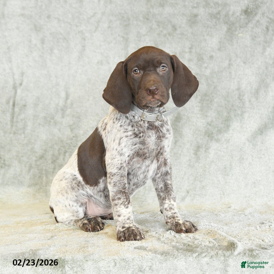 German Shorthaired Pointer dogs Buttercup - Ad 1