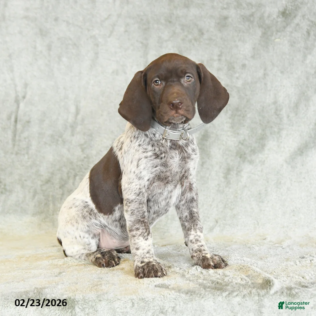 German Shorthaired Pointer dogs for sale: Buttercup - Ad 1