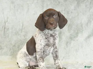 German Shorthaired Pointer dogs for sale: Buttercup - Ad 3