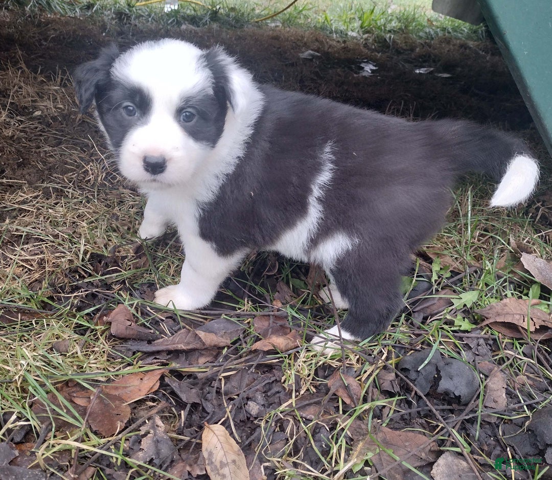 Border Collie dogs for sale: Benji  - Ad 4