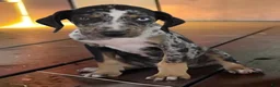 Catahoula Leopard Dog dogs for sale: Tigger 2026 Male 3 - Ad 3