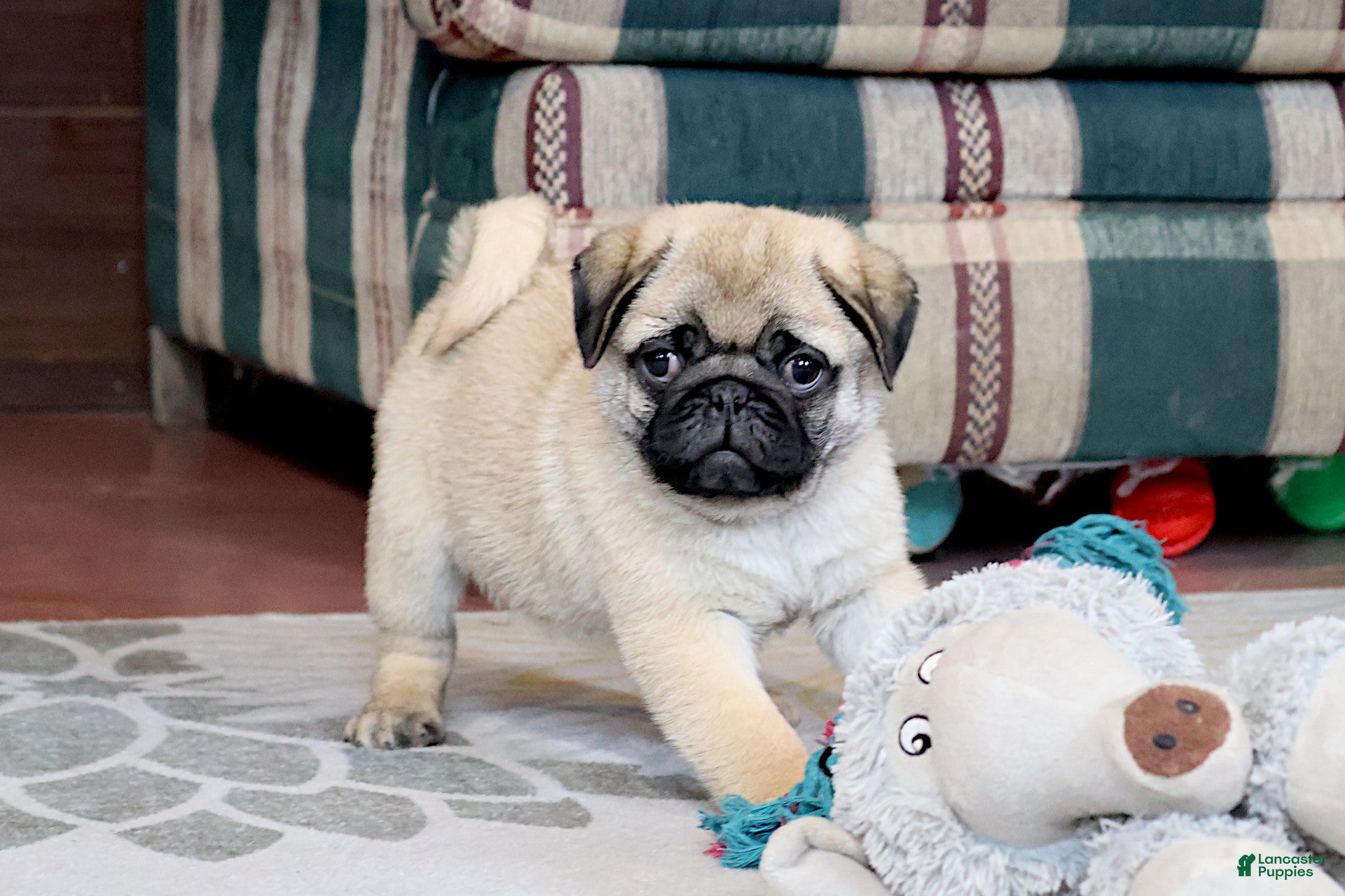 Pug dogs Garth - Ad 1