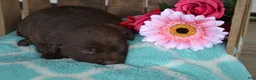 Labrador Retriever dogs for sale: Layna - Ad 3
