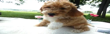 Mini Goldendoodle 2 Nelly