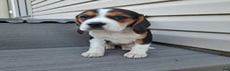 Beagle dogs for sale: LAYLA - Ad 4