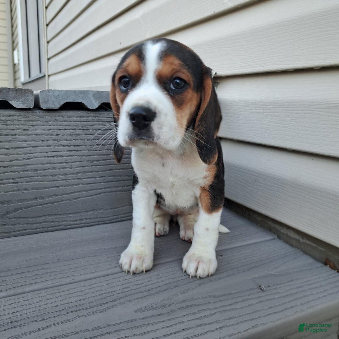 Beagle dogs for sale: LAYLA - Ad 4
