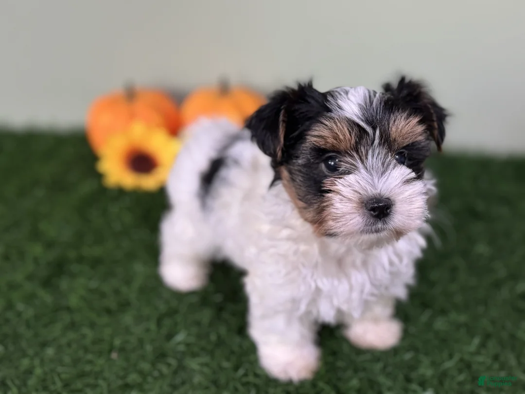 Mixed Breed dogs for sale: Dottie - Ad 16