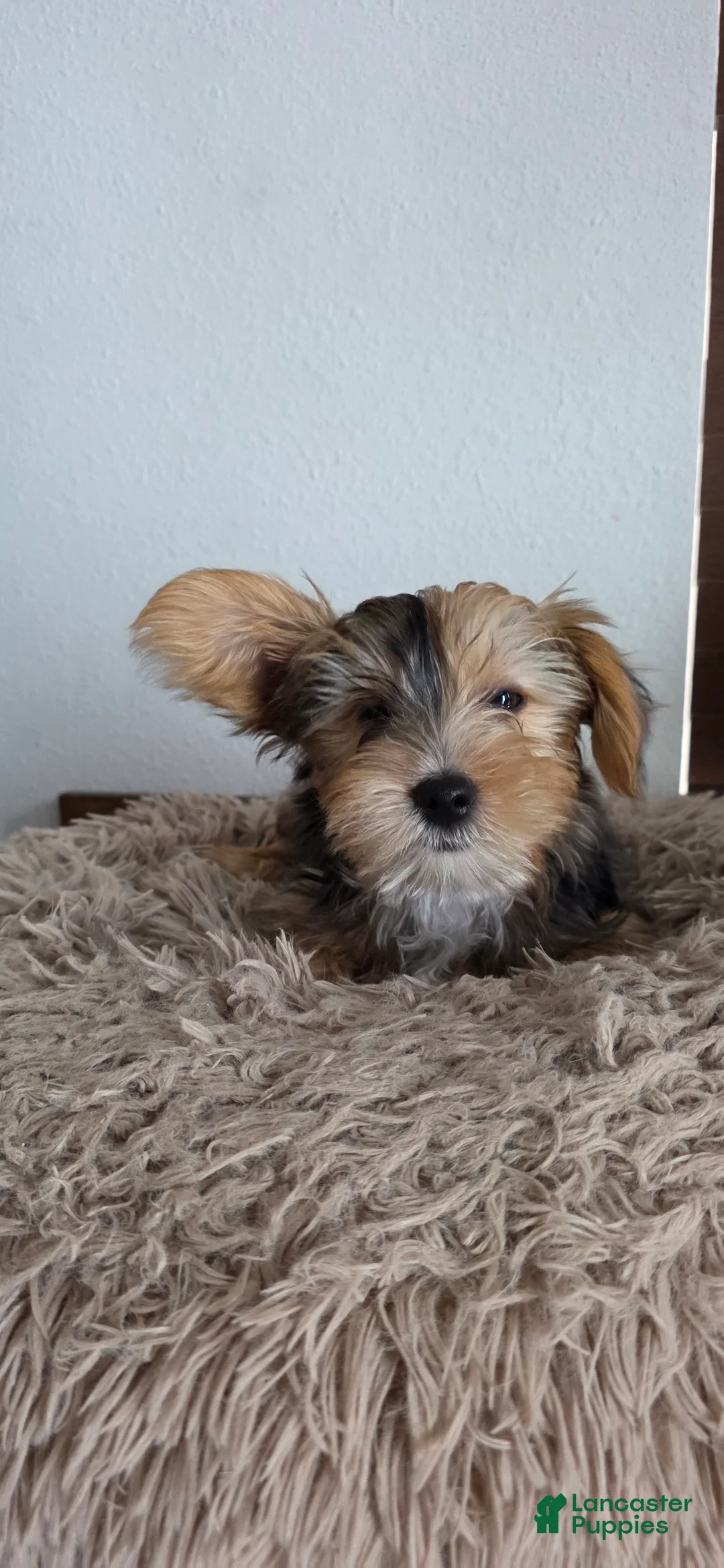 Yorkshire Terrier dogs for sale: Pearl - Ad 2