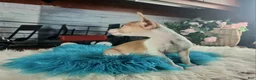 Chihuahua dogs for sale: Male teacup chihuahua.  Hand Delivery  - Ad 10