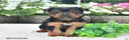 Yorkshire Terrier dogs for sale: Andy - Ad 1