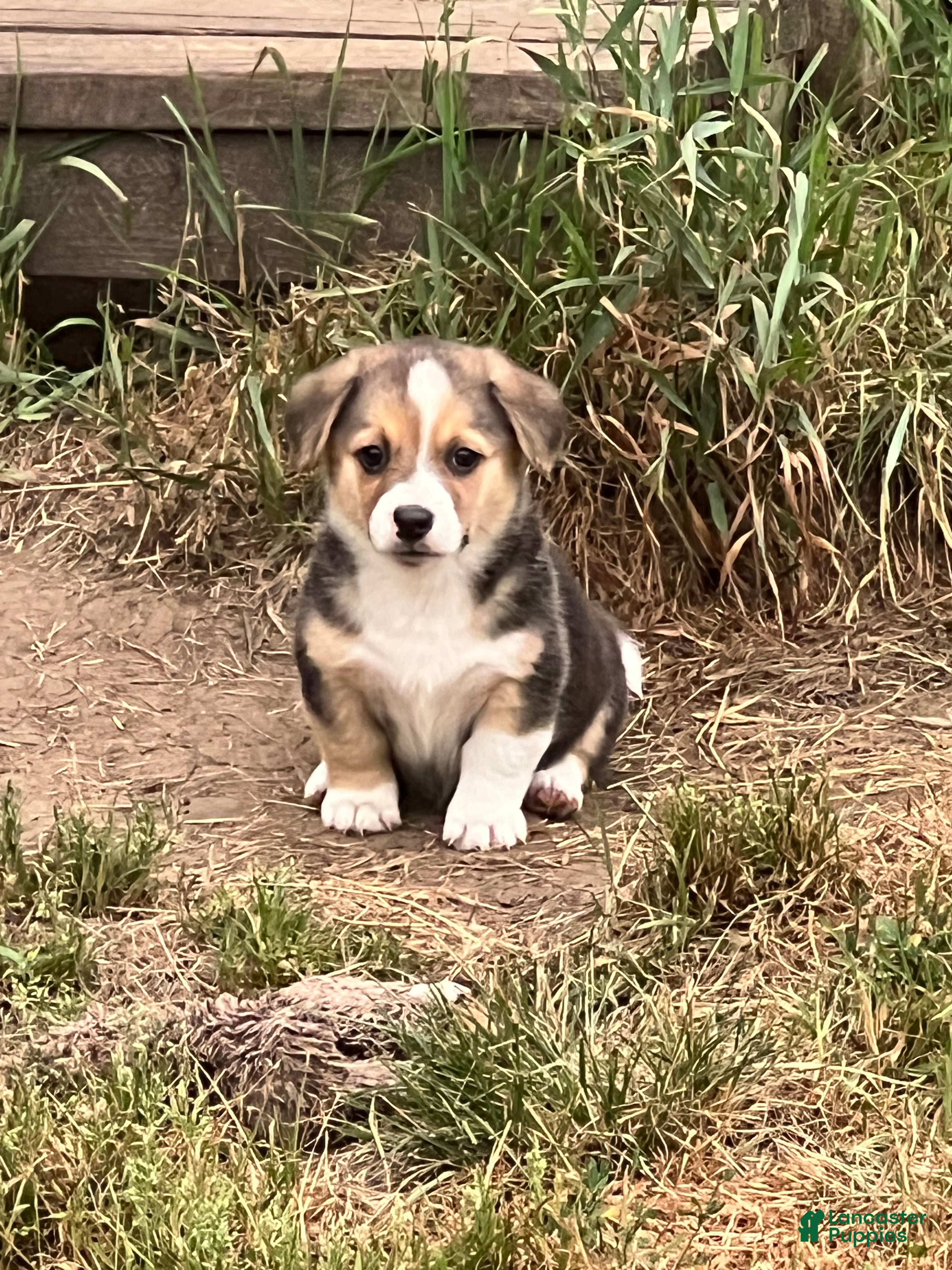 Mixed Breed dogs Spanky jr - Ad 39