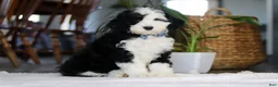Sheepadoodle dogs for sale: Cotton Tail - Ad 4