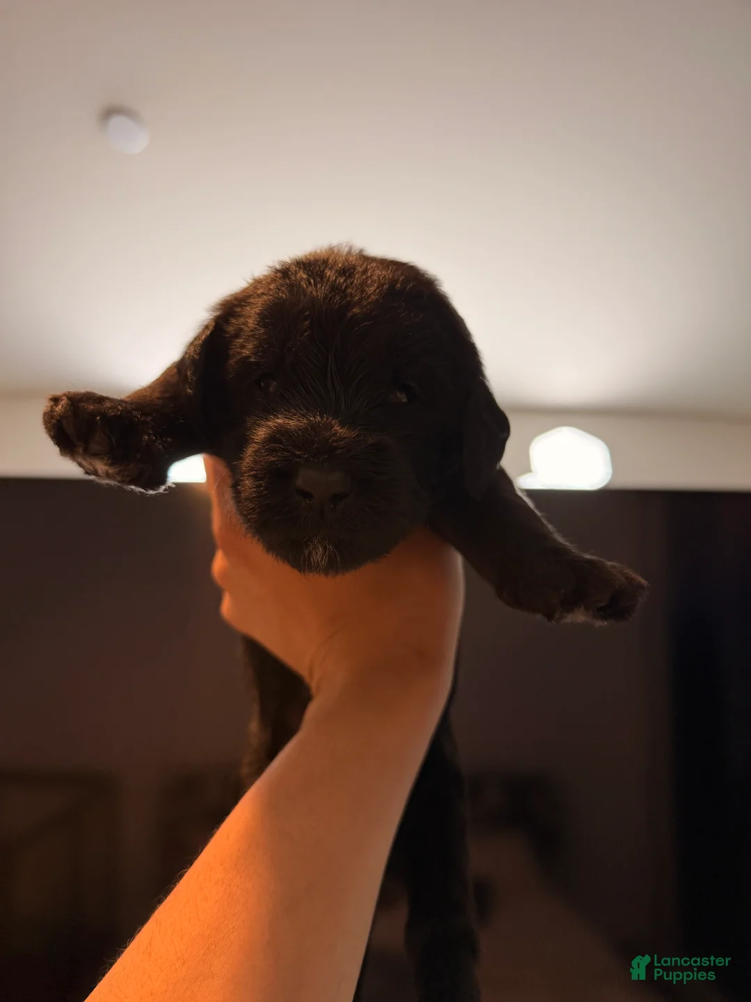 Double Doodle dogs for sale:  Pearl - Ad 2