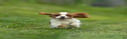 Cavalier King Charles Spaniel dogs for sale: Ranger Cavalier King Charles Spaniel  - Ad 4