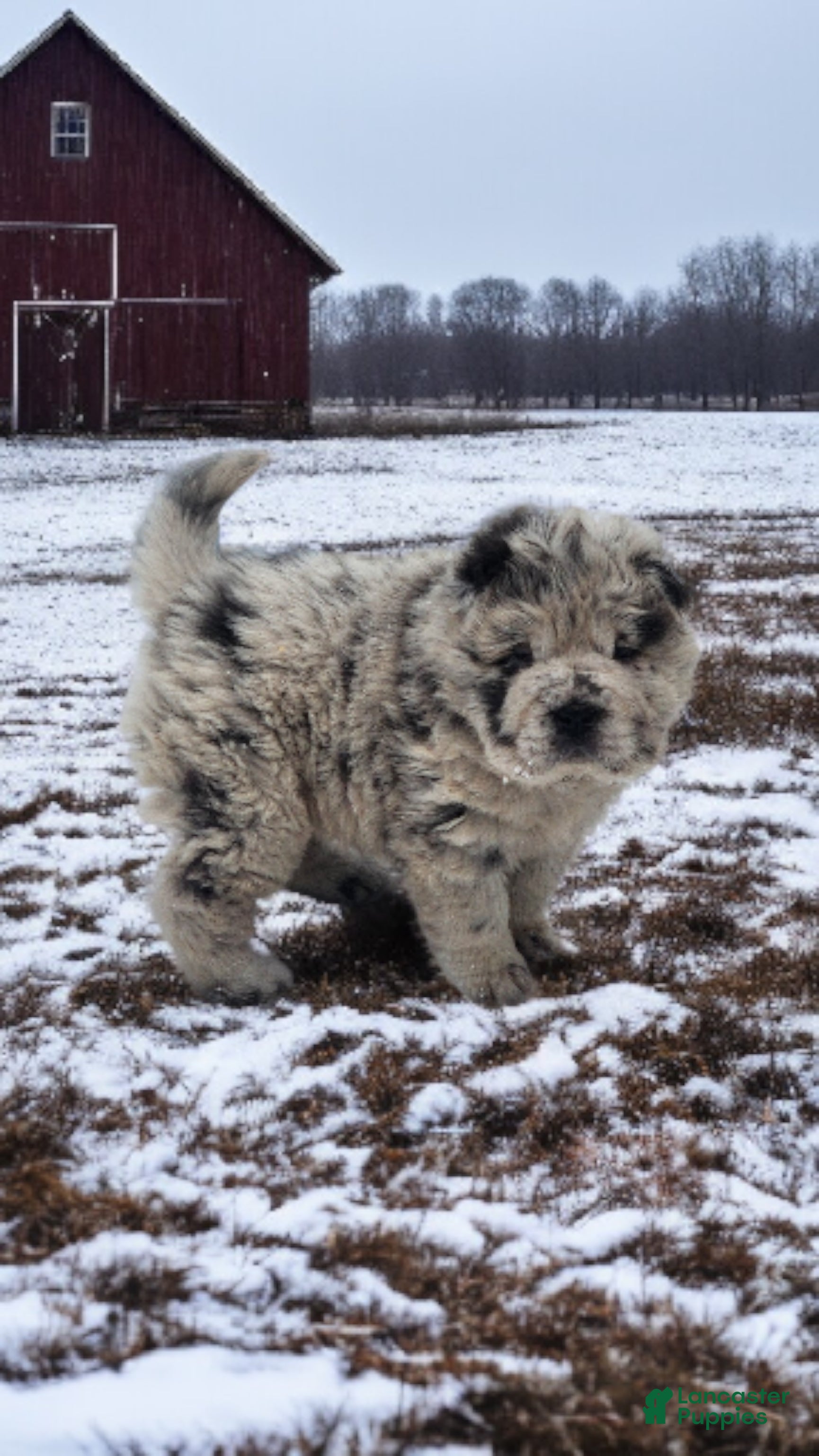 Shar Pei dogs Mabel merle mini Bear  - Ad 3