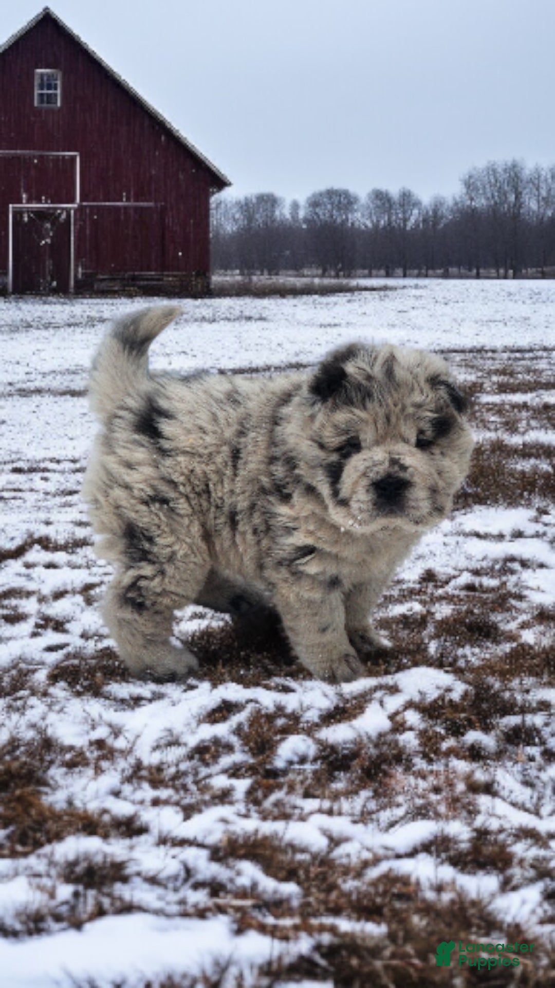 Shar Pei dogs for sale: Mabel merle mini Bear  - Ad 1