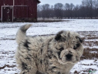 Shar Pei dogs Mabel merle mini Bear - Ad 3
