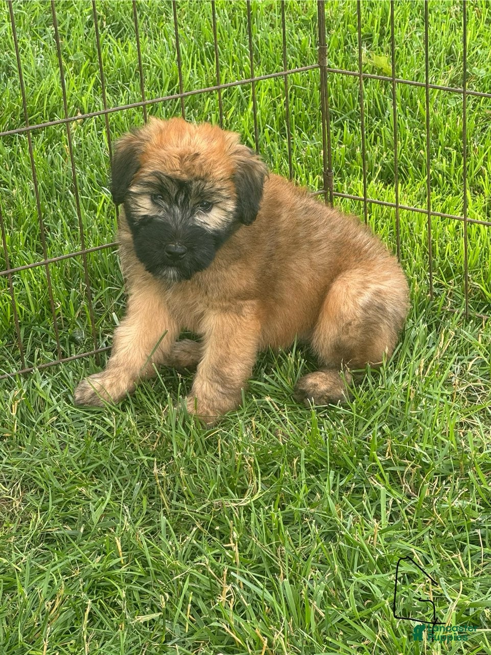 Soft Coated Wheaten Terrier dogs Grey - Ad 1